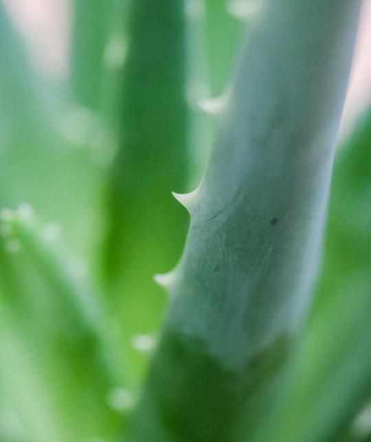 Lait Hydratant Aloe Vera Joveda acné ayurvéda vegan l'Officina Paris