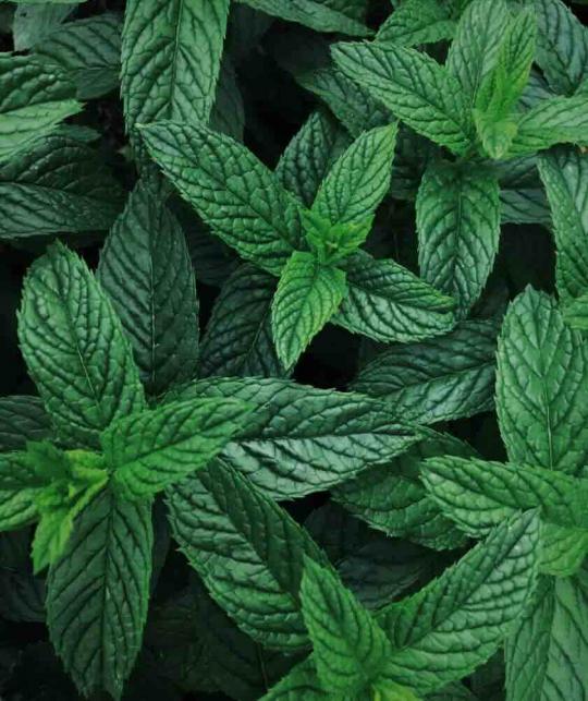 Baume à Lèvres bio menthe poivrée Les Essentiels France gerçures l'Officina Paris