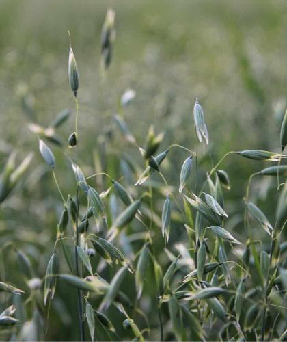 Joveda Peeling Végétal aux Céréales acné teint terne cosmétique ayurvédique l'Officina Paris