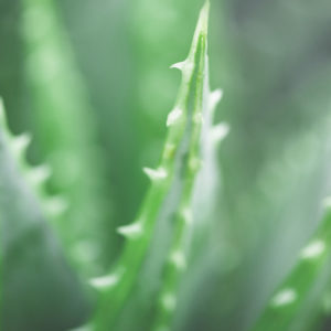 Lire la suite à propos de l’article Cosmétiques bio: Zoom sur l’Aloe vera